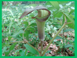 里山の風景を取り戻す