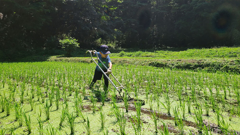 田植え後の捕植をする子供